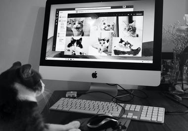Cat browsing the net for social pictures of cats