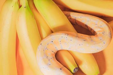 A yellow snake hiding in a group of bananas